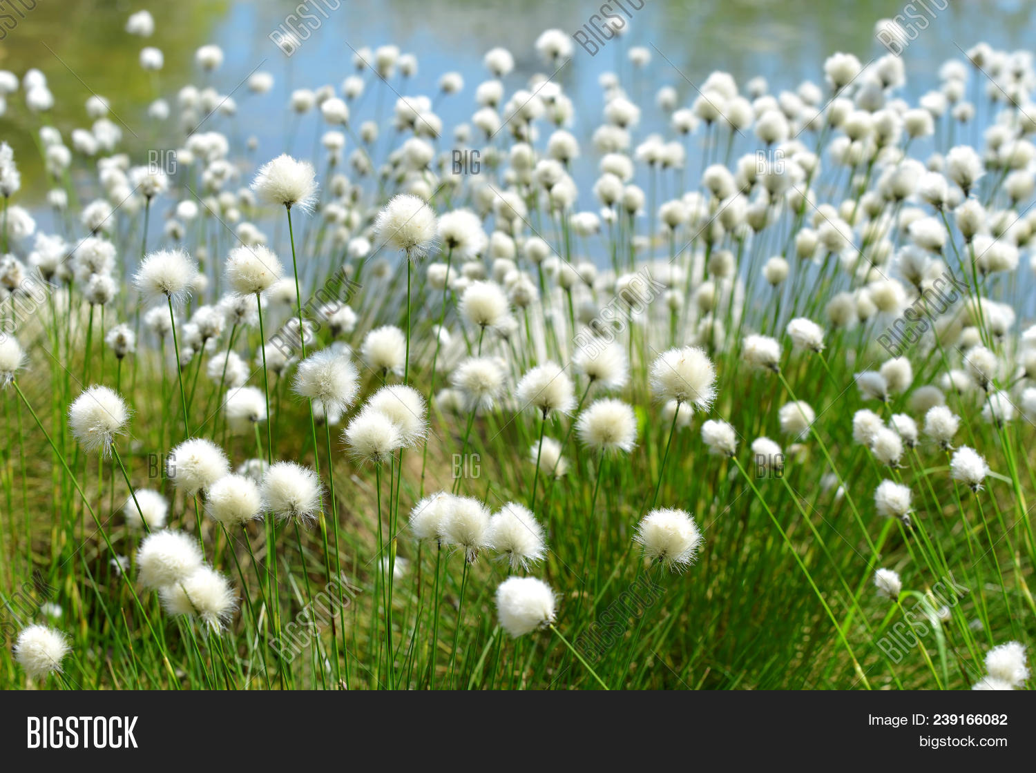 Flowering Cotton Grass Image & Photo (Free Trial) Bigstock