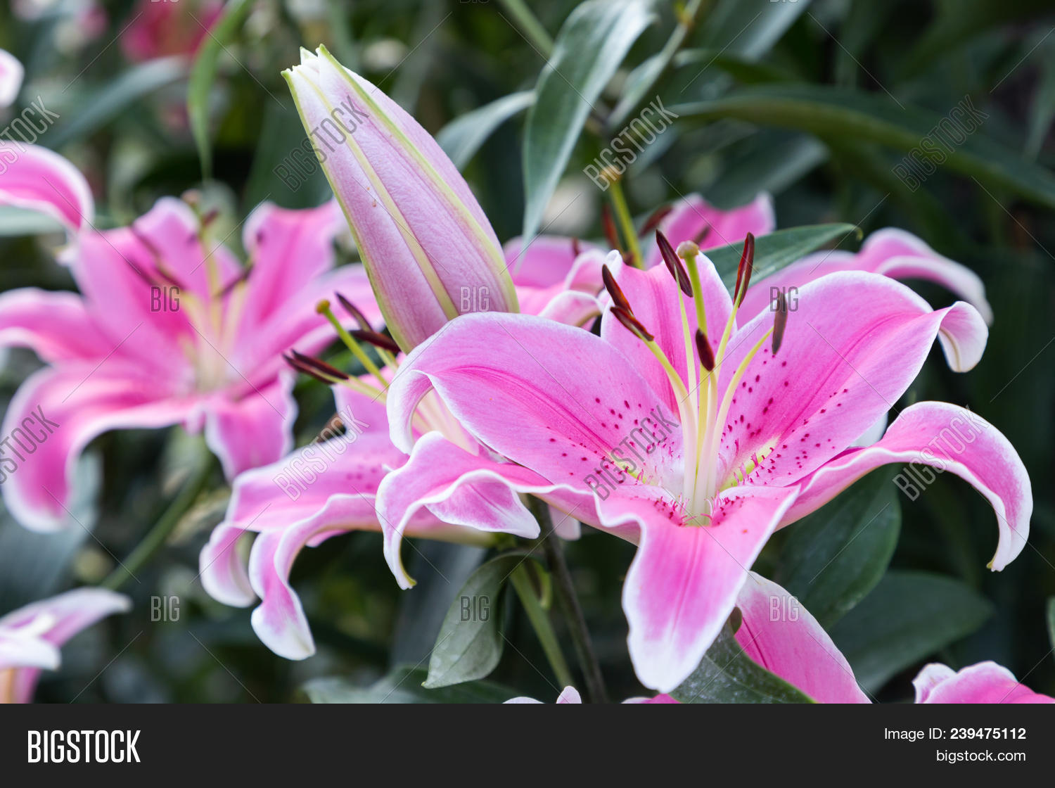 Pink Lily Flower Image Photo Free Trial Stock Pink Lily Flower Beautiful In Garden Lilium Hybrids