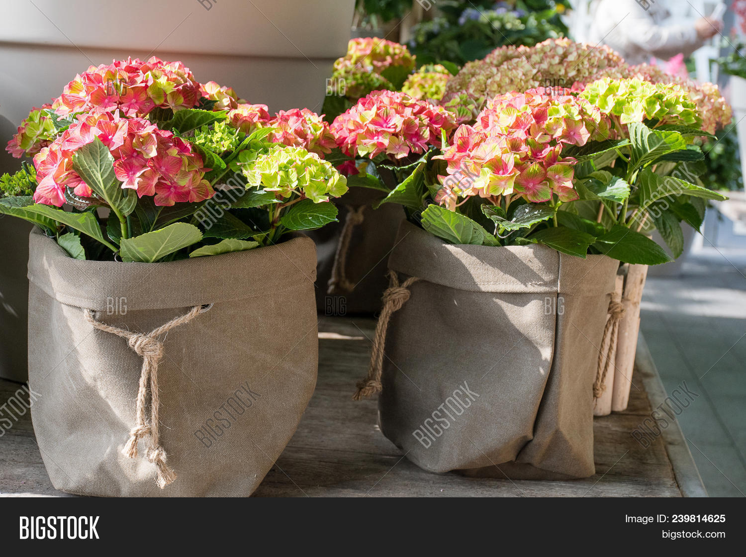 Beautiful Big Round Image & Photo (Free Trial) Bigstock