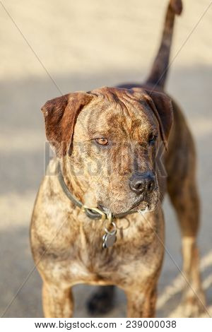 Mutt Dog Portrait In An Off-leash Dog Park In California.