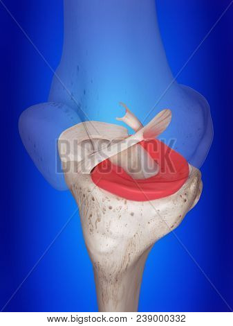 3d rendered, medically accurate illustration of the lateral meniscus