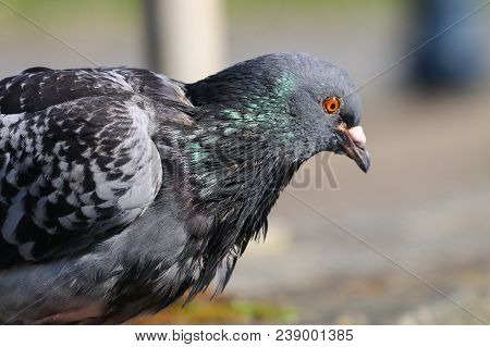 A Feral Pigeon With Wet Bedraggled Feathers
