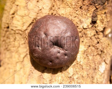 Close Up Of Large Black Brown Burnt Alfred's Cake Mushroom Fungi On Bark