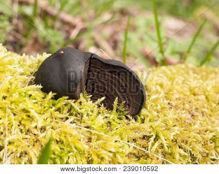 Close Up Side View Of Broken Burnt Alfred's Cake Mushroom Fungi Moss