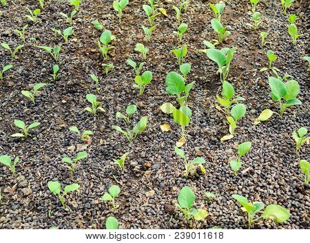 Seedlings Eggplant In The Greenhouse. Growing Eggplant Of Vegetables In Greenhouse.