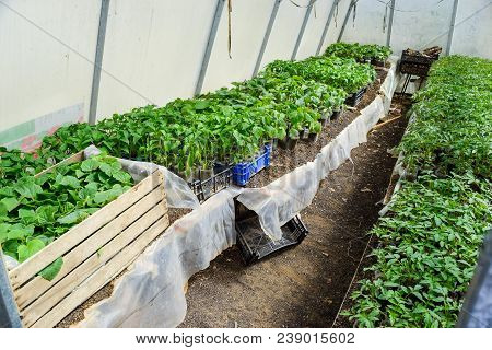 Seedlings Of Vegetables In The Greenhouse. Tomatoes, Cucumbers And Peppers.
