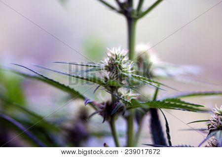 Marijuana plants. Marijuana farming. prop. 64.  Marijuana Flower Close Up. 