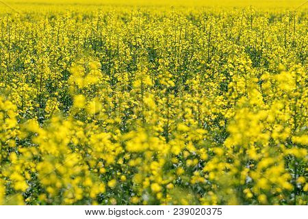 Rapeseed Field, Yellow Oil Rape Seeds In Bloom. Green Energy Field.