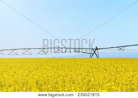Rapeseed Field, Yellow Oil Rape Seeds In Bloom. Green Energy Field.
