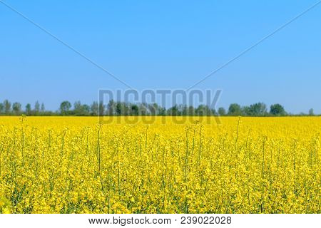 Rapeseed Field, Yellow Oil Rape Seeds In Bloom. Green Energy Field.