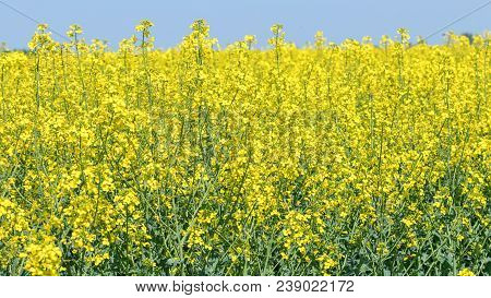 Rapeseed Field, Yellow Oil Rape Seeds In Bloom. Green Energy Field.