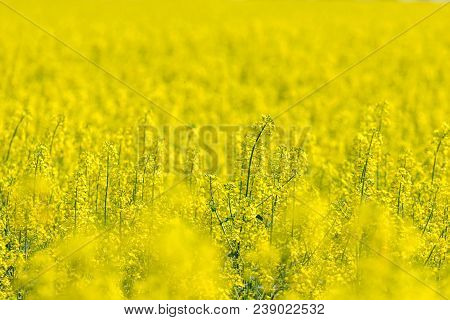 Rapeseed Field, Yellow Oil Rape Seeds In Bloom. Green Energy Field.