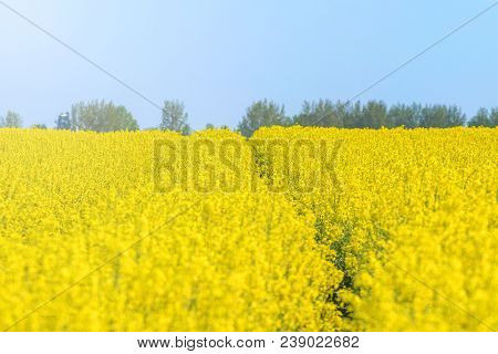 Rapeseed Field, Yellow Oil Rape Seeds In Bloom. Green Energy Field.