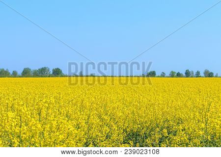 Rapeseed Field, Yellow Oil Rape Seeds In Bloom. Green Energy Field.
