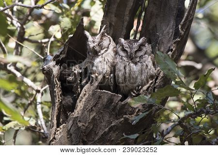 Two Indian Scops Owl Sitting Near Hollows In A Thick Branch Of A Tree On A Winter Day