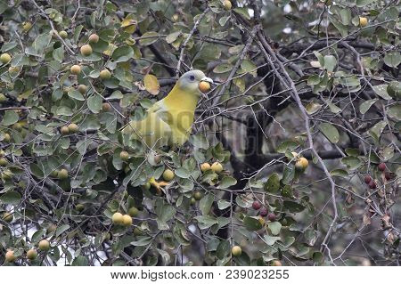Yellow-footed Green Pigeon That Sits On A Tree Branch And Tries To Swallow A Small Fruit