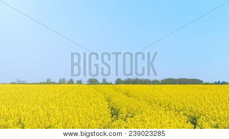 Rapeseed Field, Yellow Oil Rape Seeds In Bloom. Green Energy Field.
