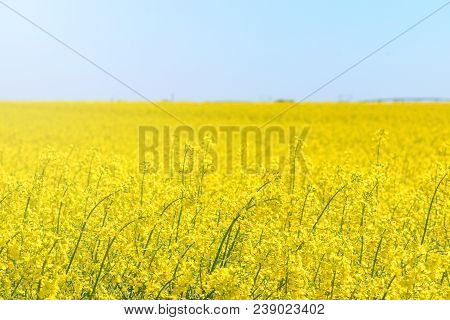 Rapeseed Field, Yellow Oil Rape Seeds In Bloom. Green Energy Field.