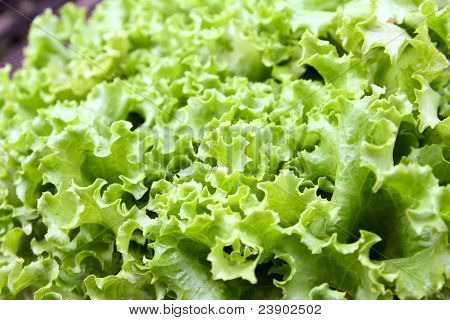 Frischer grüner Salat Salat Blätter.