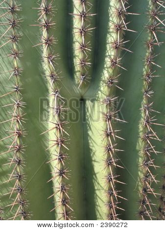Saguaro Kaktus