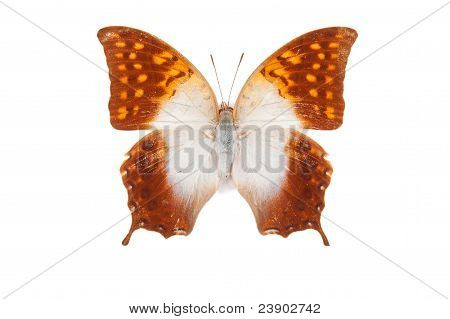 สีขาวและสีส้มผีเสื้อ Acuminatus Charaxes ที่แยกต่างหาก