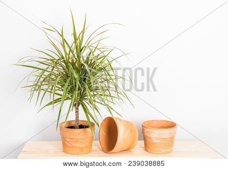 Dracaena Marginata Tricolor, Or Madagascar Dragon Tree. Plant And Clay Pots On A Wooden Shelf.