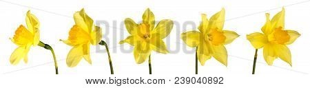 Set Of Five Yellow Daffodil Petals Different Angles Isolated On White Background.