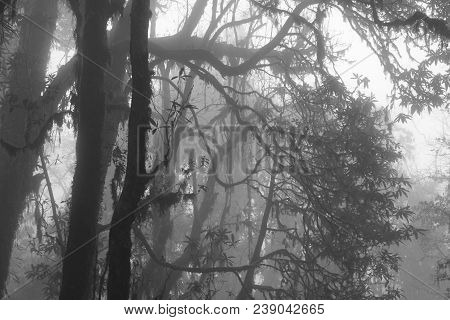Momochrome Image Of A Rhododendron Forest On A Fogy Day. Scene Near Pokhara, Nepal. Spooky Atmospher