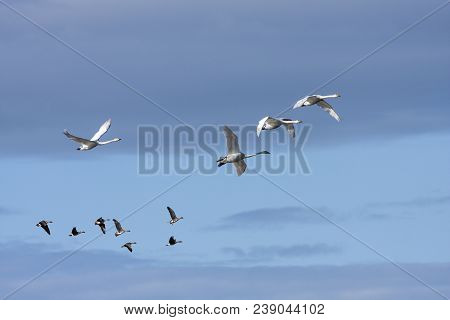 A Flock Of Whooper Swan During The Migration. Morning And Sunshine. Taiga Bean Goose In The Backgrou