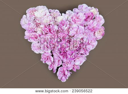 Flower Flat Lay Flower Fream Romantic Concept