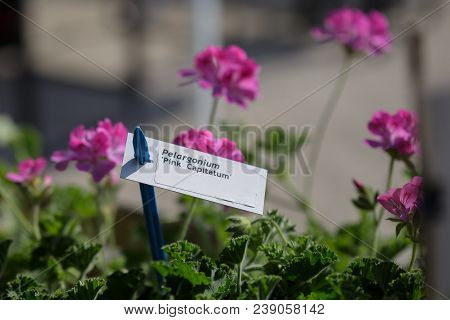 White Label Of Pelargonium Capitatum And Rose Geranium Or Rose-scented Pelargonium In Background.