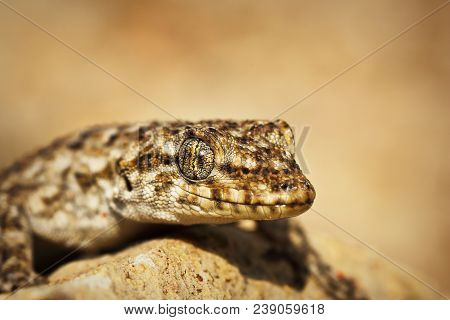 Kotschy's Naked-toed Gecko, Portrait