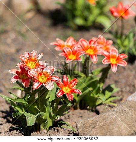 View Of The First Spring Flowers, Goryachy Klyuch, Russia. Close-up