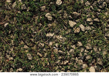Grey Stones Among The Green Grass In The Wild Nature. Rocks And Plants Texture Background.
