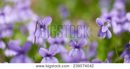 Spruce Branches And Snowdrops. Liverwort Noble. The First Spring Flowers In The Belarusian Forest