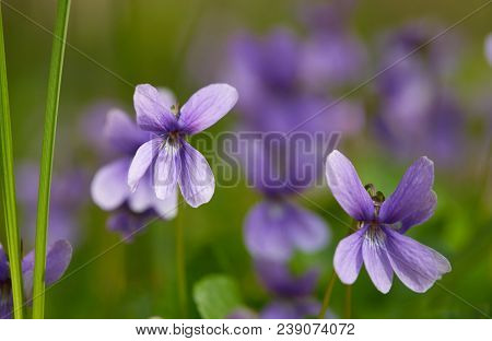 Spruce Branches And Snowdrops. Liverwort Noble. The First Spring Flowers In The Belarusian Forest