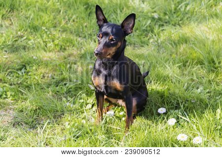 Portrait Of A Doberman Pinscher Puppy. On Green Grass In Sunny Day