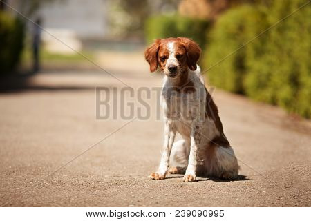 Epagneul Breton Beautiful Portrait In Hunting White-red