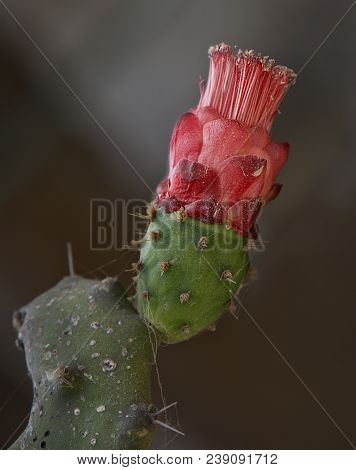 Blossom Cactus Close Up.macro Photo Of Red Blossom Opuntia In Blurry Natural Background.indian Fig O