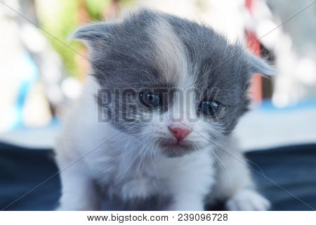 Fluffy Kittens Are Played In A Basket In The Summer