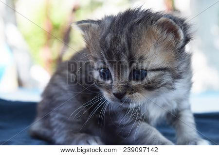 Fluffy Kittens Are Played In A Basket In The Summer