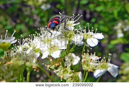Macro Image Of A Beautiful Black Beetle With Bright Red Stripes On White Flower