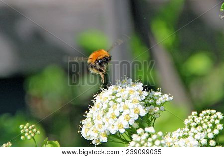 Bumblebee Flying Over A Blooming White Bush For Eating Floral Nectar From Numerous Flowers