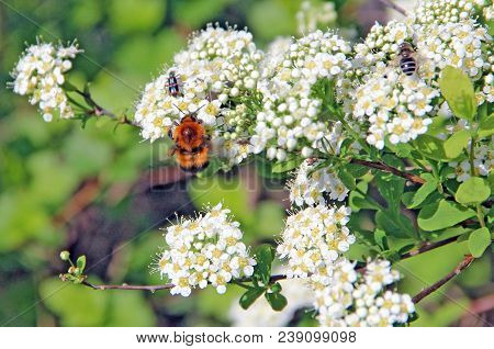 Bumblebee Flying Over A Blooming White Bush For Eating Floral Nectar From Numerous Flowers