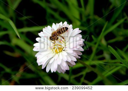 Amazing Bee On Blooming White Flower