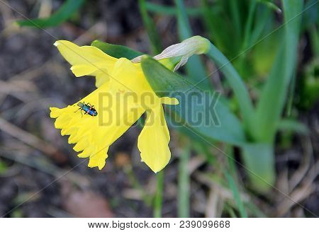 Macro Image Of A Beautiful Black Beetle With Bright Red Stripes On White Flower