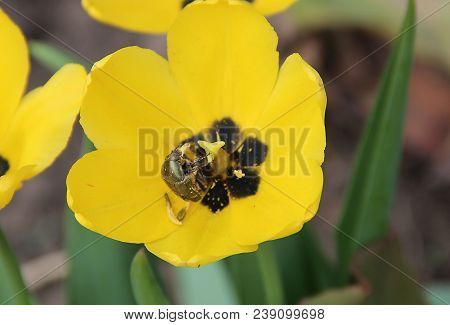 Macro Image Of A Curious Black Beetle Inside A Yellow Flower