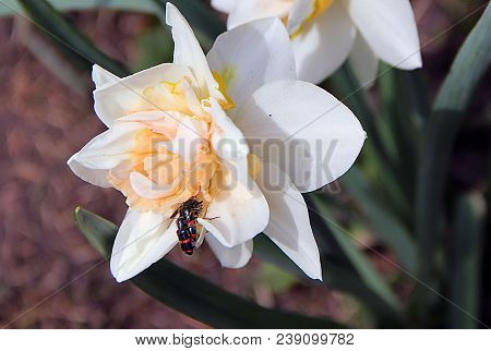 Two Gentle White Flowers With Orange Petals And Black Beetles With Red Stripes