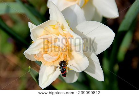 Two Gentle White Flowers With Orange Petals And Black Beetles With Red Stripes