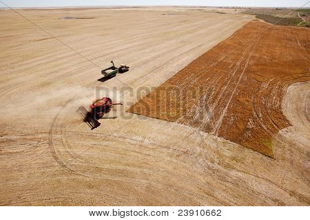 Un carro de grano espera una cosechadora en un campo de lentejas de la pradera